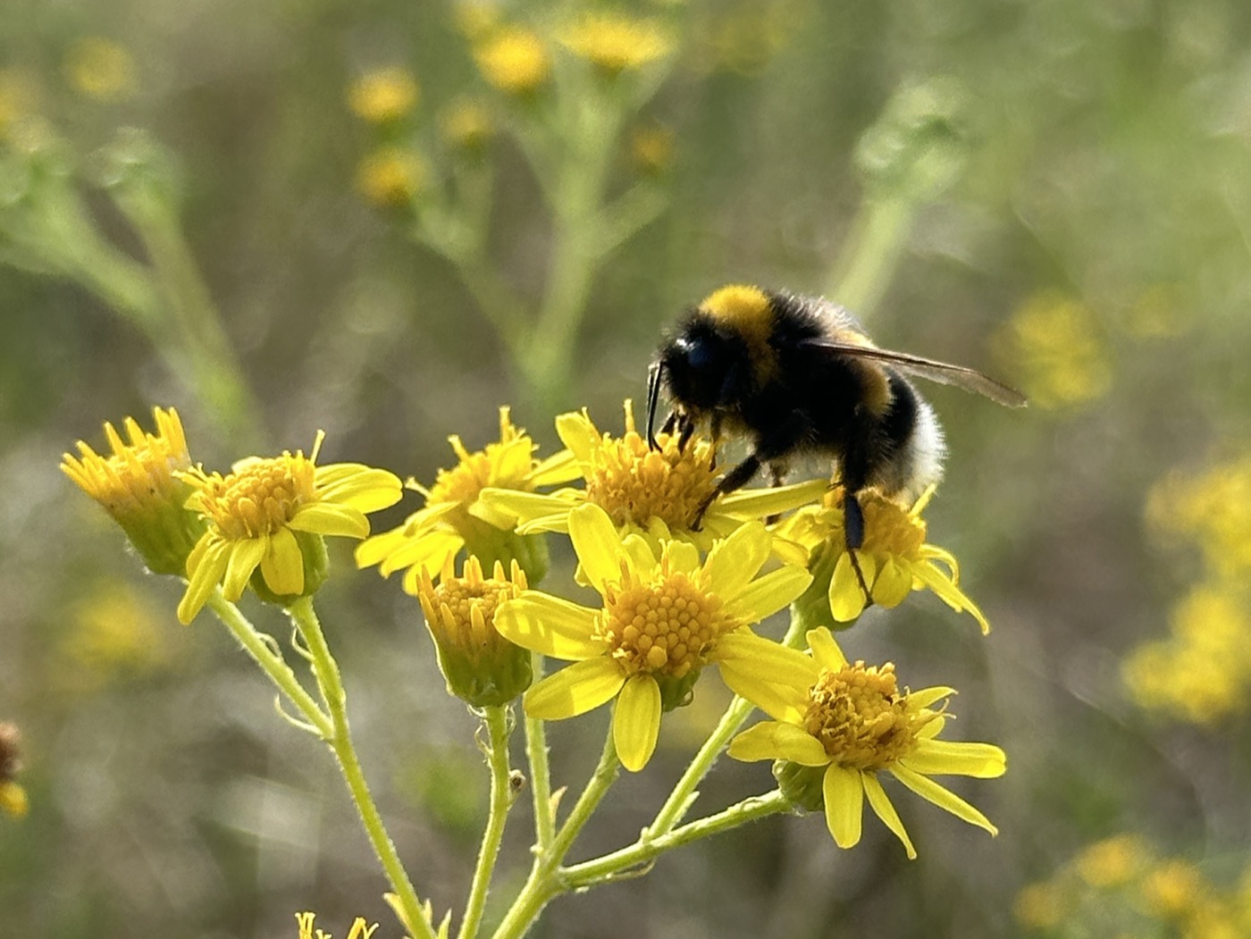 Frühling – Hummel auf gelben Wiesenblüten