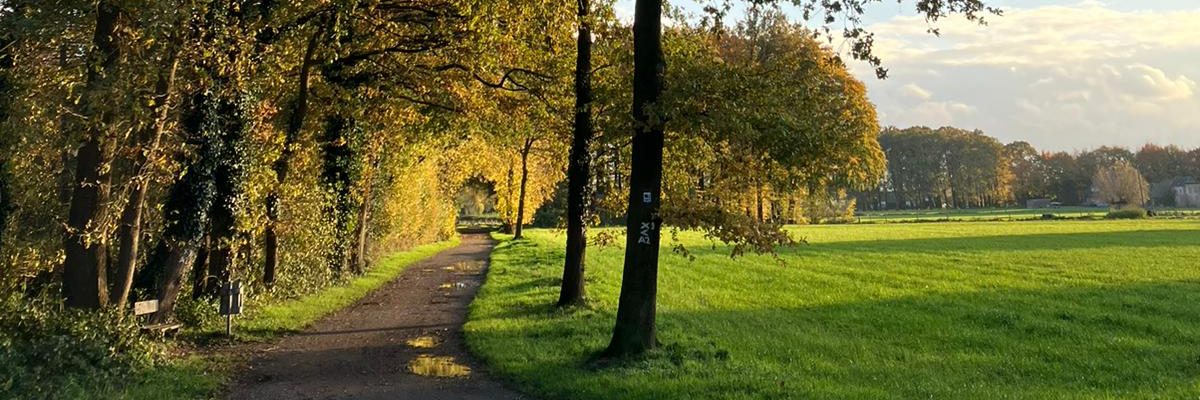 Ein Weg führt durch eine herbstliche Baumallee