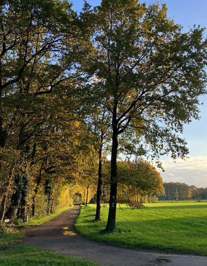 Ein Weg führt durch eine herbstliche Baumallee